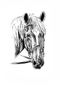 Noble Horse Portrait