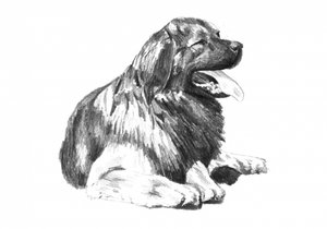 Panting Dog Drawing