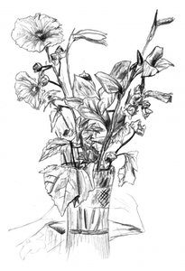 Pencil Floral Still Life