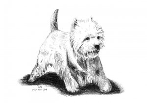 Playful Westie Sketch by Kulik