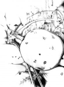 Rustic Apple Sketch by Kulik