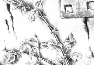 Rustic Rose Sketch by Kulik