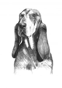 Soulful Basset Hound by Kulik