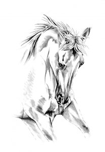 Spirited Horse Drawing by Kulik