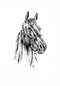 Spirited Horse Portrait by Kulik