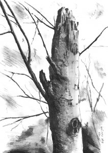 Stark Tree Trunk