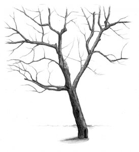 Stark Winter Tree by Kulik