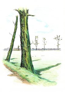 Tall Trees Long Shadows by Kulik