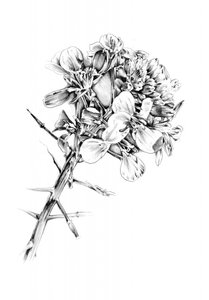 Thorns and Blooms by Kulik