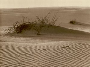 Shifting Dune on the Kurisches Sand-Spit in the North of Rossitten by Kurt Hielscher