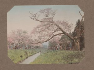People and Cherry Blossoms on Either Side of a Stream in Koganei, Tokyo, Japan by Kusakabe Kimbei