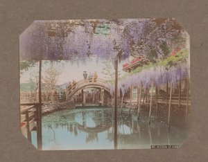 People on a Bridge, with Blooming Wisteria in the Foreground, in Kameido, Tokyo, Japan by Kusakabe Kimbei
