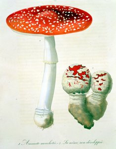 Amanita Muscaria from 