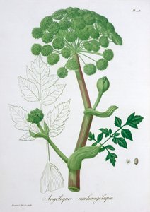 Angelica Archangelica by LFJ Hoquart