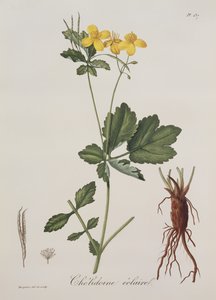 Celidonium Majus from Phytographie Medicale by Joseph Roques, published in 1821