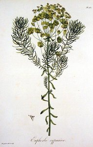 Euphorbia Cyparissias from 