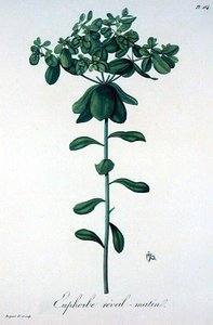 Euphorbia Helioscopia from 