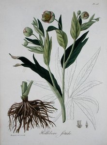 Helleborus Foetidus from 