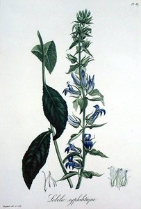 Lobelia Siphilitica from 
