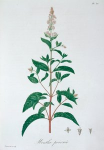 Mentha Piperita Peppermint by LFJ Hoquart