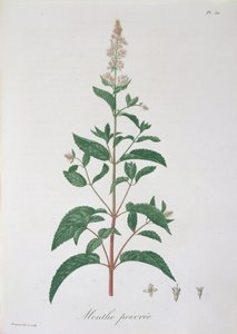 Mentha Piperita from 