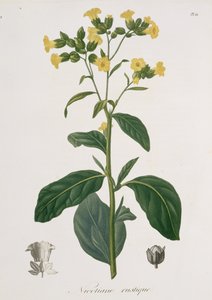 Nicotiana from 