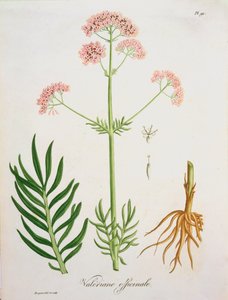 Valerian from 