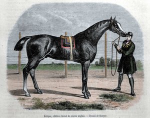 The English racing horse Eclipse. Illustration by Rouyer by L. (after) Rouyer