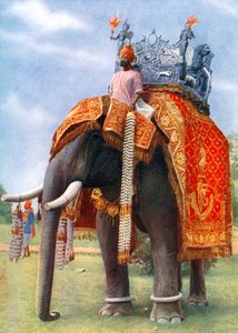A Majestic Elephant at Bengal