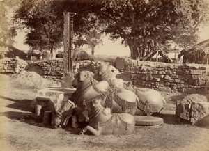 Sacred Bulls in Warungal Fort