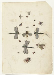 Dragonflies and flying insects by Lambert Lombard