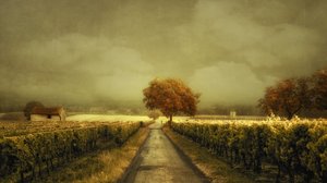 Autumn Vineyard Road