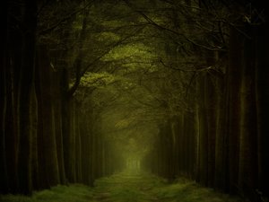 Dark Forest Path