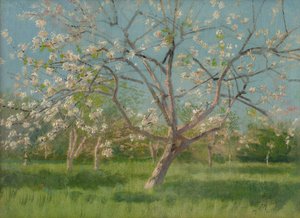 Orchard Trees in Blossom