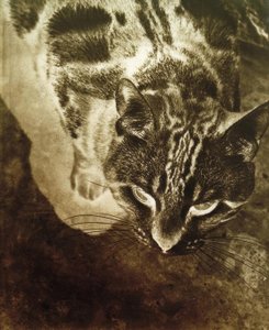 Cat (Negative Print)
