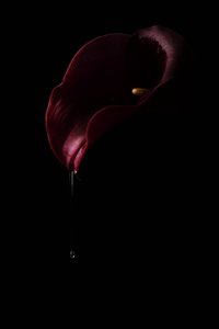 Deep Red Calla Drop