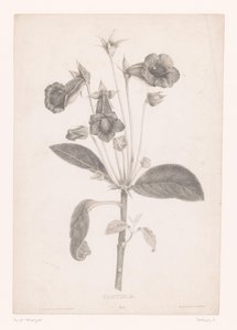 Gloxinia