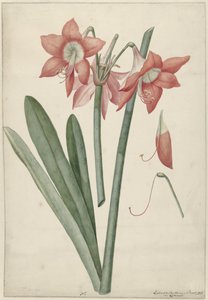 Amaryllis Haworthia Margaritiferas