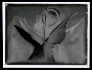 Still life with a dove