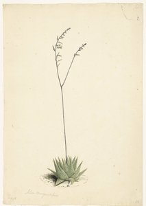 Blooming Aloe by Laurens Vincentsz. van der Vinne