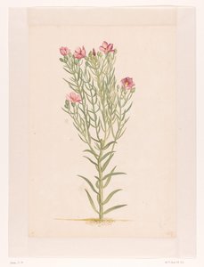 Plant with Pink Flowers by Laurens Vincentsz. van der Vinne