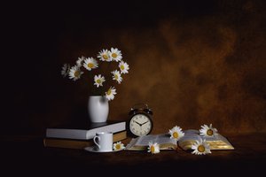 Daisies Books Morning Peace