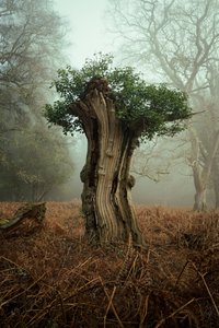 Ancient Bonsai