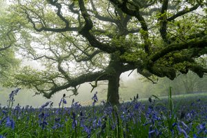 Ancient Greens