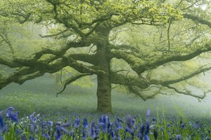 Ancient Greens 2