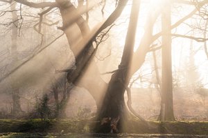 Beautiful Beams