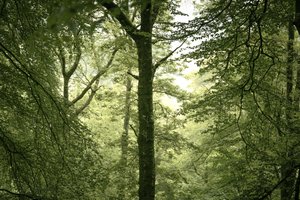 Branchline by Lee Cooper