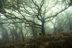 Canopy