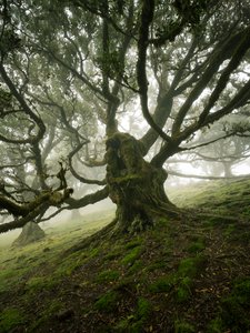 Canopy II