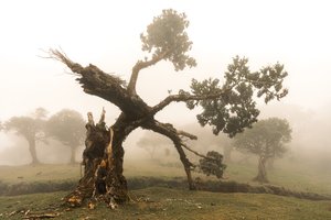 Fogborn